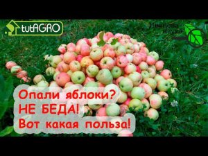 ЯБЛОКИ ОПАЛИ? Не БЕДА! КУДА ДЕВАТЬ ОПАД ЯБЛОК? БЕЗОПАСНАЯ УТИЛИЗАЦИЯ падалицы с пользой.