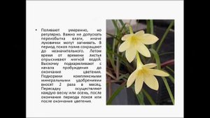 ЗЕФИРАНТЕС  выскочка