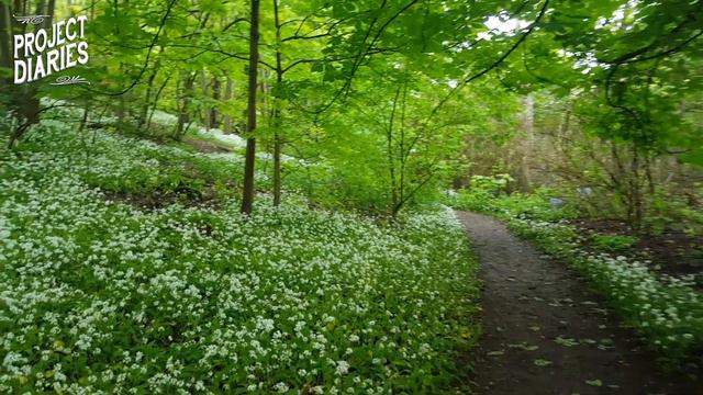  How to Identify  Foraging for Wild Garlic UK Country Walks