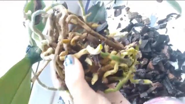 Как разделить орхидею. Орхидея фаленопсис. Деление куста. Результаты спустя месяц и более смотреть онлайн