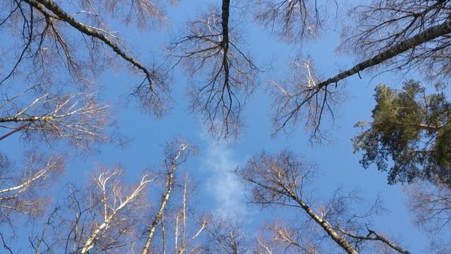 Птица желна (черный дятел) кричит (поет) в лесу или звук (голос или крик) черного дятла (желны) смотреть онлайн