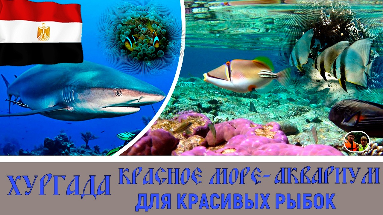 Хургада Красное море аквариум для красивых рыбок#15