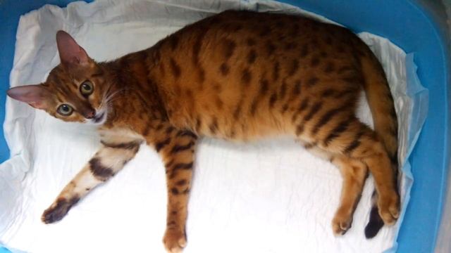 Первые роды Бенгальской кошки. Часть 2