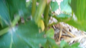 Ремонтантная  ежевика  Рубен