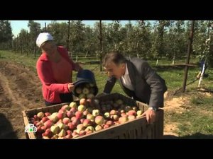 Следствие вели... - "Главный свидетель"