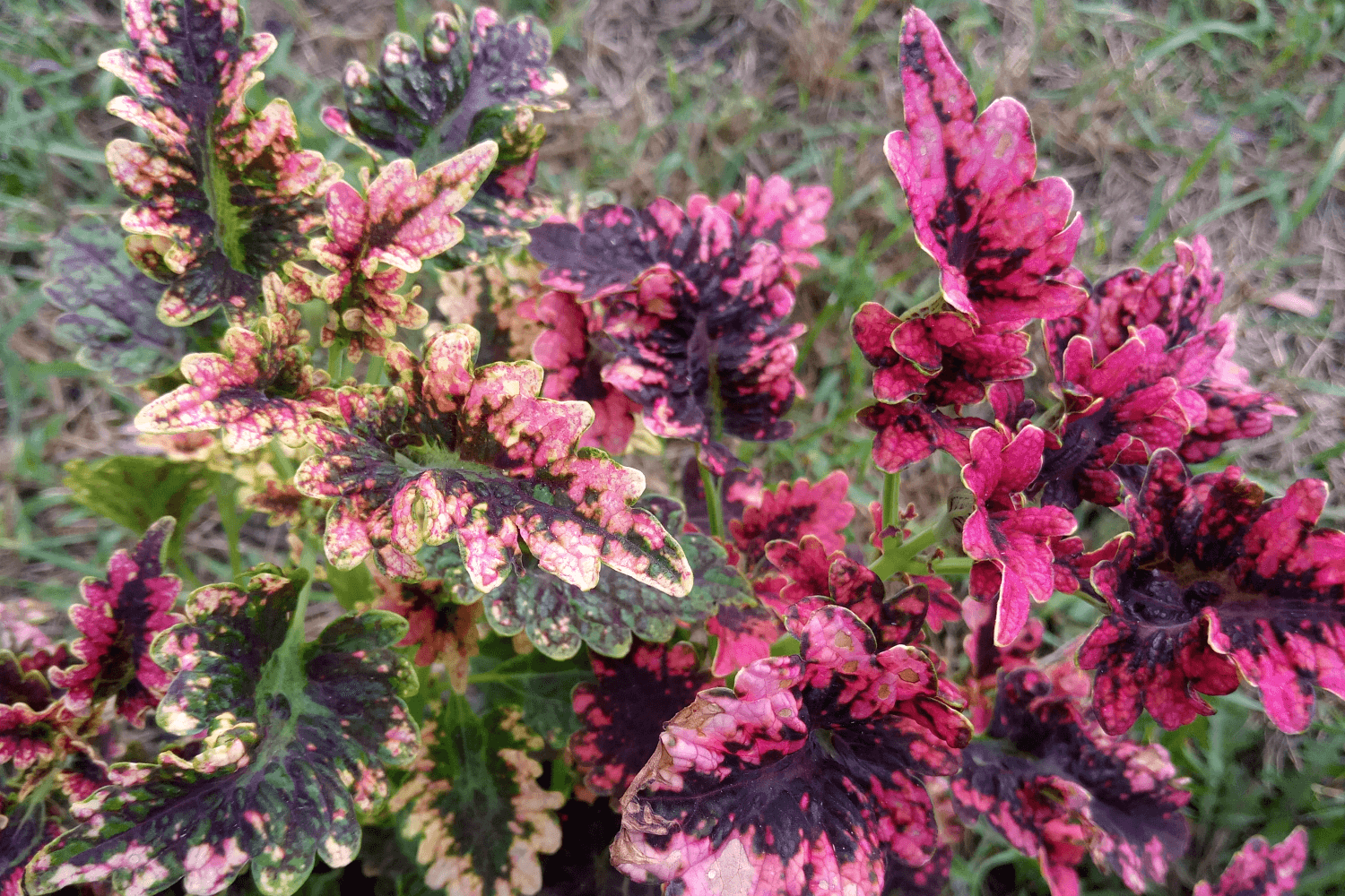 Колеус гибридный "Жильда" (Coleus hybridus "Gilda")