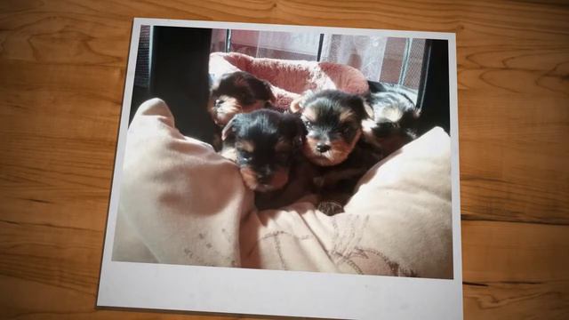 Питомник предлагает к продаже смотреть онлайн