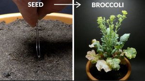 Выращивание Брокколи, от семян до цветков за 51 день - создано Boxlapse