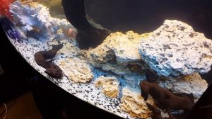 Смешаный пресноводный аквариум 260л