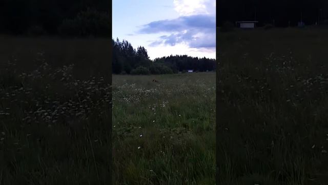 Вахтельхунд Енай,работа по коростелю 5 смотреть онлайн