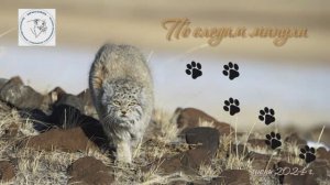 "По следам манула"