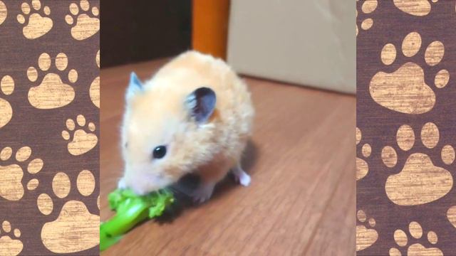 ОНИ ИЗДЕВАЮТСЯ НАД ХОМЯКАМИ! ДОМАШНИЕ ЖИВОТНЫЕ