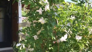 Clematis viticella Alba Luxurians and Morning Sky | My English Rose garden