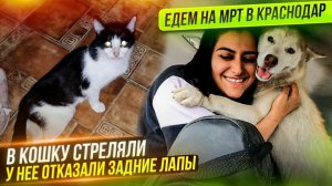 У кошки пуля в позвоночнике ОТКАЗАЛИ ЛАПЫ. Делаем узи сердца. Везем на МРТ Кошку и Хасику.