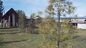 Как вырастить лес на своем участке