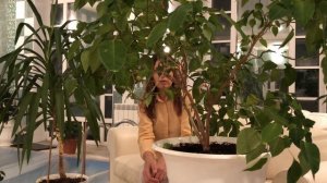 ПУАНСЕТТИЯ ВСЕ ОБ УХОДЕ 4К