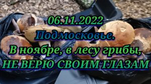 В лесу есть грибы 06 ноября 2022 года, не поверишь, пока сам не увидешь, это реально.
