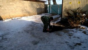 Обученый лабрадор 4 года. Дрессировка