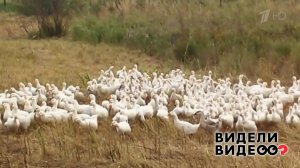 Батальон гусей. Видели видео? Фрагмент выпуска от 08.09.2019