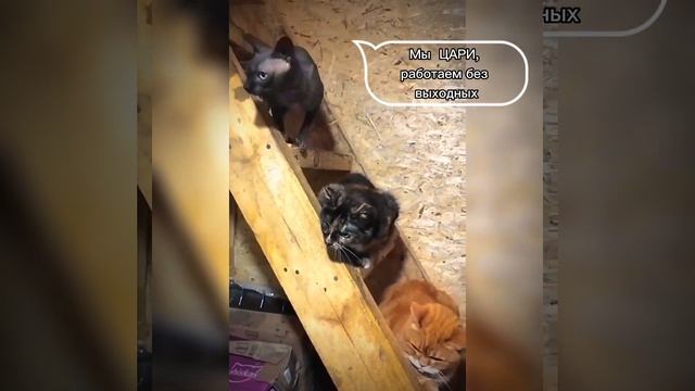 С Днём народного единства! смотреть онлайн