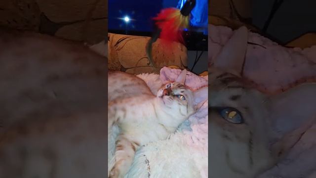 Снежный барс линкс Дон Дюпон Даймонд Блек смотреть онлайн