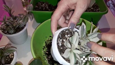 КОМНАТНЫЕ РАСТЕНИЯ(ЦВЕТЫ).ЦВЕТОЧНЫЕ ДЕЛА.