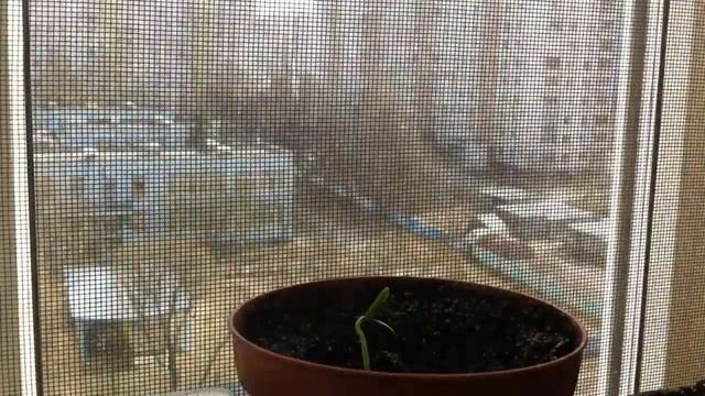 Росток дыни Timelapse/melon