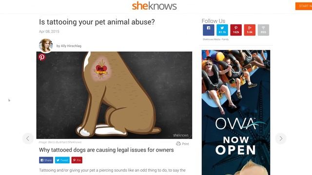 Putting Tattoos on Shaved Cats смотреть онлайн