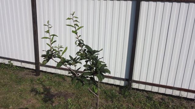 Мушмула в сентябре смотреть онлайн