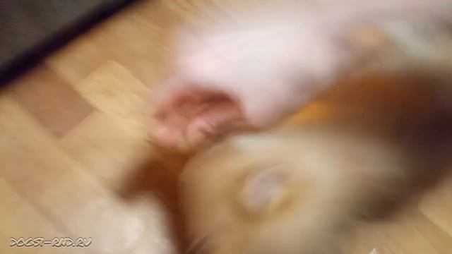 Чем занять щенка дома. Убегиваем и упрыгиваем Фокса! смотреть онлайн