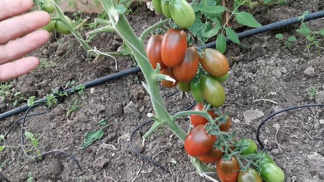 Обзор томата Шоколадные сливки. смотреть онлайн