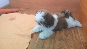 Ши-тцу очаровашки..))