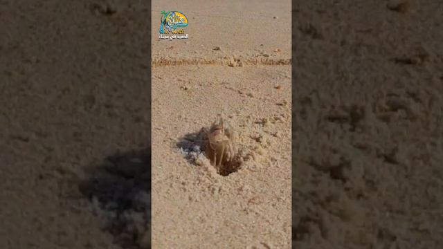 #الصيد_في_سيناء #fyp #Fishing_in_sinai #viral #crab