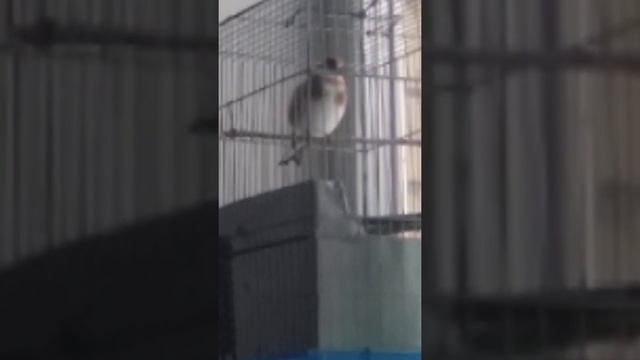 Начал петь, прошло 3 месяца! смотреть онлайн