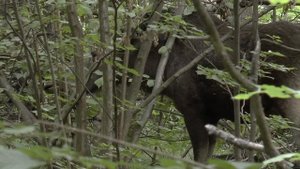 лось летом на кормежке