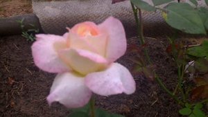 чайно-гибридная роза Глория Дей((Gloria Dei,)корнесобственная),видеообзор