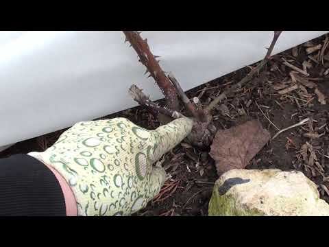 Конец марта . Начинаем работы в саду . Снимаем укрытие с роз. смотреть онлайн