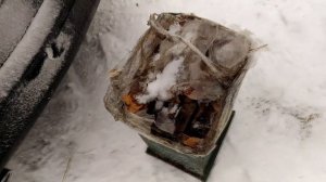 Ловля диких пчел зимой