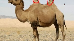 верблюд без воды как живёт?