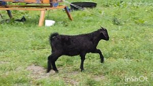 Коза зовёт козлят