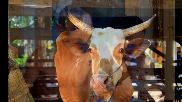 Java - Other Indonesia 2011 смотреть онлайн