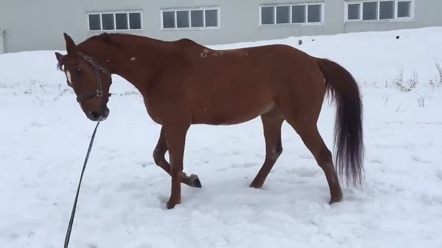 Лунарий смотреть онлайн