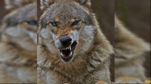 ВОЛК ПРОТИВ ТУРЕЦКОГО КАНГАЛА. СМОЖЕТ ЛИ "ГРОЗА ВОЛКОВ" ПОБЕДИТЬ?