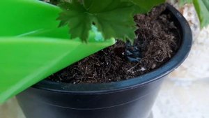 ???Подкормите ЭТИМ ваши растения , и они вам скажут : "Большое СПАСИБО" / Сульфат магния /