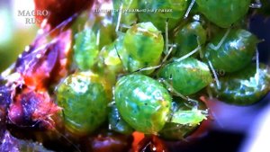 Как Муравьи Переносят, Разводят и Доят Тлю. How Ants Carry, Breed and Milk Aphids. MACRORUS