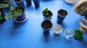 БУГЕНВИЛЛИЯ! РАЗМНОЖЕНИЕ ЧЕРЕНКАМИ В ДОМАШНИХ УСЛОВИЯХ!