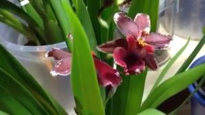 orchids fragrant collection Burrageara Lazio is now in bloom