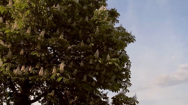 Родина!Светлой памяти павших в борьбе против фашизма. Минута памяти 9 мая смотреть онлайн