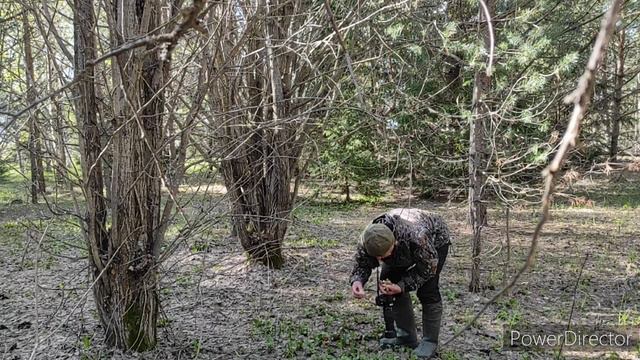 Сморчки
