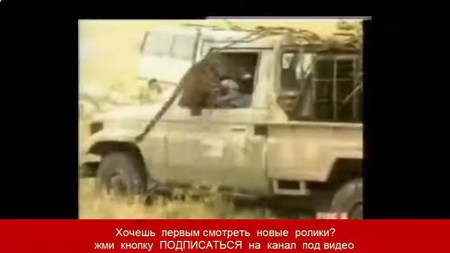 Леопарда выпускают на свободу, но он накинулся на своего освободителя и хочет его сожрать смотреть онлайн